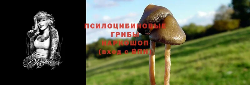 Галлюциногенные грибы Psilocybine cubensis Лермонтов